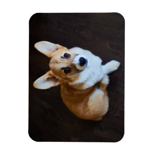 Cutest Baby Animals | Corgi Looking Up マグネット (縦)