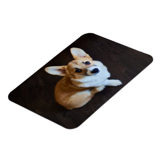 Cutest Baby Animals | Corgi Looking Up マグネット (左側)