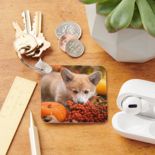 Cutest Baby Animals | Corgi Puppy  in Autumn キーホルダー (デスク)