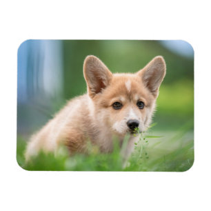 Cutest Baby Animals Corgi Puppy in the Yard マグネット