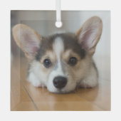 Cutest Baby Animals | Corgi Puppy Looking ガラスオーナメント (正面)