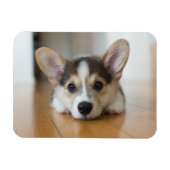 Cutest Baby Animals | Corgi Puppy Looking マグネット (横)
