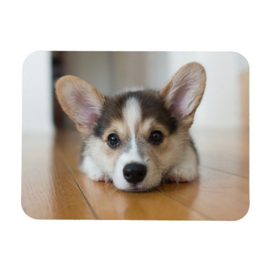 Cutest Baby Animals | Corgi Puppy Looking マグネット (横)