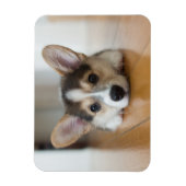 Cutest Baby Animals | Corgi Puppy Looking マグネット (縦)