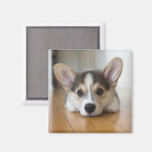 Cutest Baby Animals | Corgi Puppy Looking マグネット (正面/裏面)