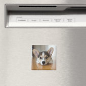 Cutest Baby Animals | Corgi Puppy Looking マグネット (インサイチュ (食洗機))