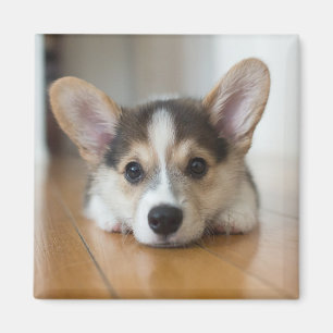 Cutest Baby Animals   Corgi Puppy Looking マグネット