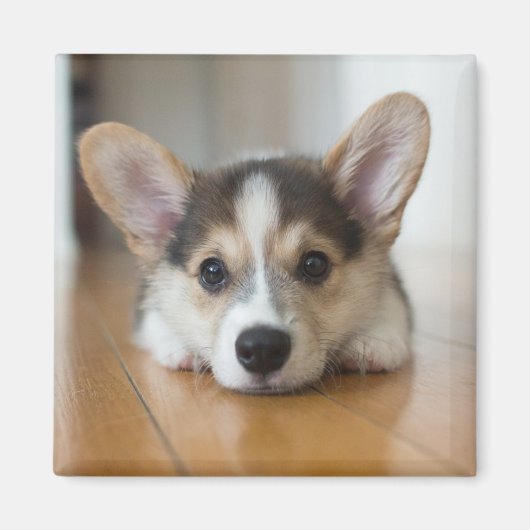 Cutest Baby Animals | Corgi Puppy Looking マグネット (正面)