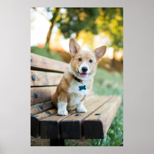 Cutest Baby Animals Corgi Puppy on a Park Bench ポスター