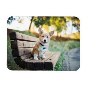 Cutest Baby Animals Corgi Puppy on a Park Bench マグネット