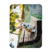 Cutest Baby Animals | Corgi Puppy on a Park Bench マグネット (縦)