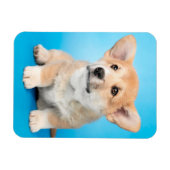 Cutest Baby Animals | Corgi Puppy on Blue マグネット (横)