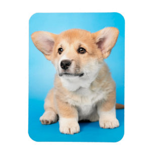 Cutest Baby Animals Corgi Puppy on Blue マグネット