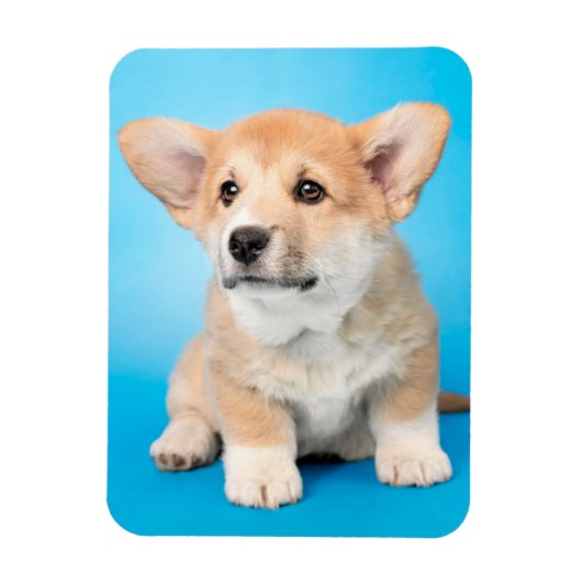 Cutest Baby Animals | Corgi Puppy on Blue マグネット (縦)