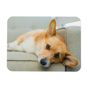 Cutest Baby Animals Corgi Puppy on Couch マグネット
