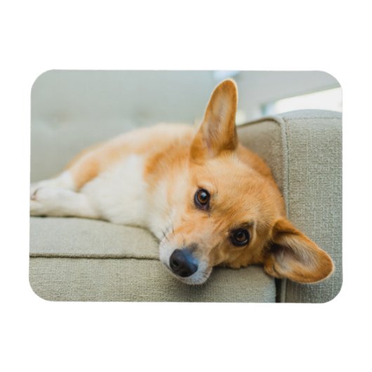 Cutest Baby Animals | Corgi Puppy on Couch マグネット (横)