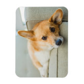 Cutest Baby Animals | Corgi Puppy on Couch マグネット (縦)