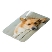 Cutest Baby Animals | Corgi Puppy on Couch マグネット (左側)