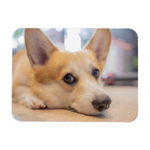 Cutest Baby Animals Corgi Puppy on Floor マグネット