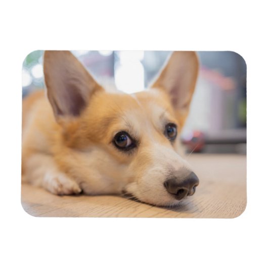 Cutest Baby Animals | Corgi Puppy on Floor マグネット (横)
