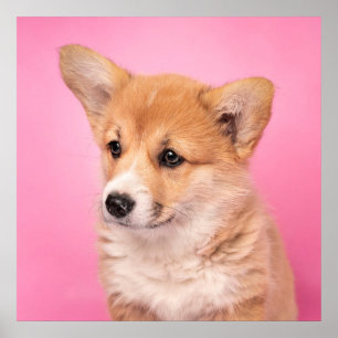 Cutest Baby Animals Corgi Puppy on Pink ポスター
