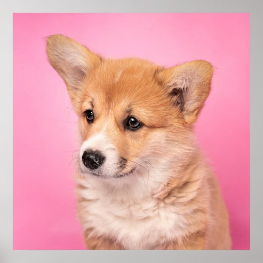 Cutest Baby Animals | Corgi Puppy on Pink ポスター (正面)