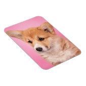 Cutest Baby Animals | Corgi Puppy on Pink マグネット (右側)