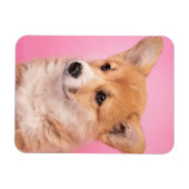 Cutest Baby Animals | Corgi Puppy on Pink マグネット (横)