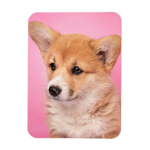 Cutest Baby Animals Corgi Puppy on Pink マグネット