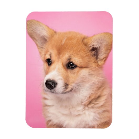 Cutest Baby Animals | Corgi Puppy on Pink マグネット (縦)