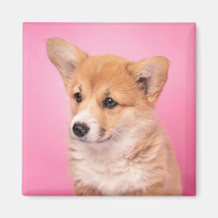 Cutest Baby Animals Corgi Puppy on Pink マグネット