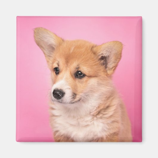 Cutest Baby Animals | Corgi Puppy on Pink マグネット (正面)
