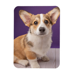 Cutest Baby Animals Corgi Puppy on Purple マグネット