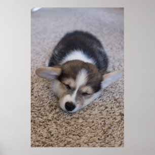 Cutest Baby Animals   Corgi Puppy on Shag Rug ポスター