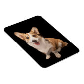 Cutest Baby Animals | Corgi Puppy Smile マグネット (右側)