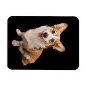 Cutest Baby Animals | Corgi Puppy Smile マグネット (横)