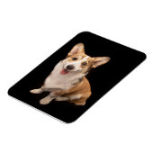 Cutest Baby Animals | Corgi Puppy Smile マグネット (左側)