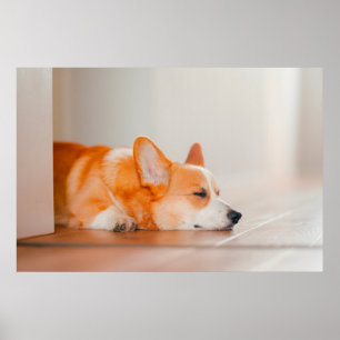 Cutest Baby Animals   Corgi Sleeping ポスター