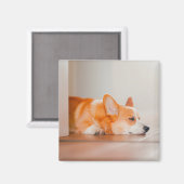 Cutest Baby Animals | Corgi Sleeping マグネット (正面/裏面)