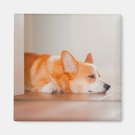 Cutest Baby Animals | Corgi Sleeping マグネット (正面)