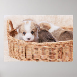 Cutest Baby Animals Corgi Tiny Puppy ポスター