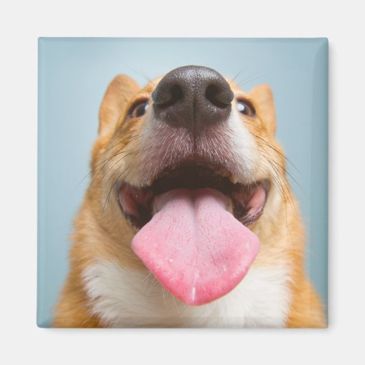 Cutest Baby Animals | Corgi Tongue マグネット (正面)