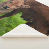 Cutest Baby Animals | Cow & Calf シェルパブランケット (3/4)