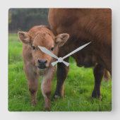 Cutest Baby Animals | Cow & Calf スクエア壁時計 (正面)