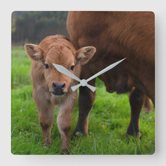Cutest Baby Animals | Cow & Calf スクエア壁時計 (正面)
