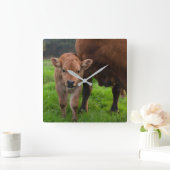 Cutest Baby Animals | Cow & Calf スクエア壁時計 (ホーム)