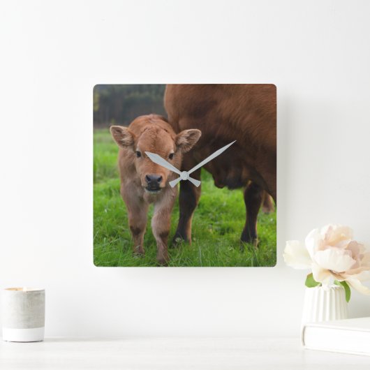 Cutest Baby Animals | Cow & Calf スクエア壁時計 (ホーム)