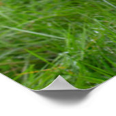 Cutest Baby Animals | Cow & Calf ポスター (角)