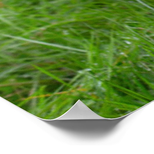 Cutest Baby Animals | Cow & Calf ポスター (角)