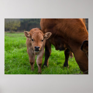 Cutest Baby Animals Cow & Calf ポスター